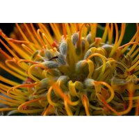 Fujifilm X-T50 Body (серебристый) Image #15