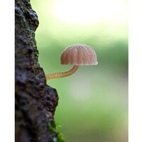 Olympus Tough TG-7 (черный) Image #12