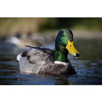 Nikon Z50 II Double Kit 16-50mm VR + 50-250mm VR Image #36