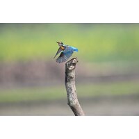 Nikon Z6 III Kit 24-120mm f/4 S Image #28