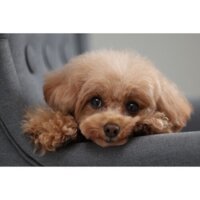 Canon EOS R10 RF-S 18-150mm F3.5-6.3 IS STM + адаптер крепления EF-EOS R Image #18